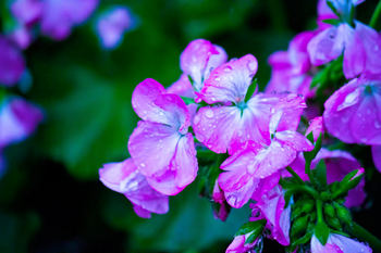 花紫の.jpg