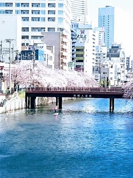 ６桜散る.jpg